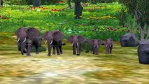 Finger Family Elephant Family Rhymes || 3D Animation Animals Finger Family Rhymes for Children