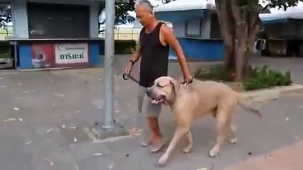 Une chatte se déchaine contre un chien pour protéger ses petits