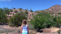 GIANT Saguaro Cactus