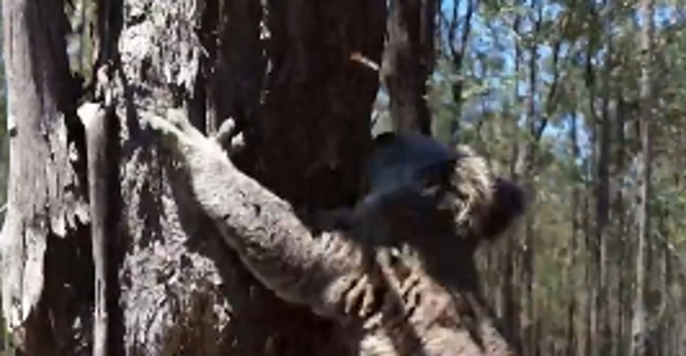 Gracie the Koala Fearless as She's Released Into Wild