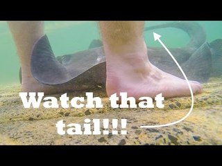 Stingray Gets Up Close and Personal With This Man's Feet