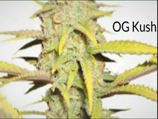 Top 10 Marijuana Strains at PotValet.com