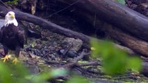 American Bald Eagle Eagles watch in HD Full Screen