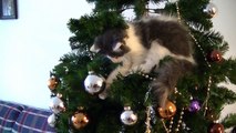 KITTEN RUINED OUR CHRISTMAS