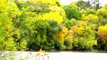 STUNNING Wildlife Nature Autumn Colors Minnesota !