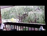 Adelaide kookaburra -laughing both CALLING - HEY U -we are hungry