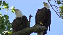 American Eagle: The Upper Mississippi River Valley