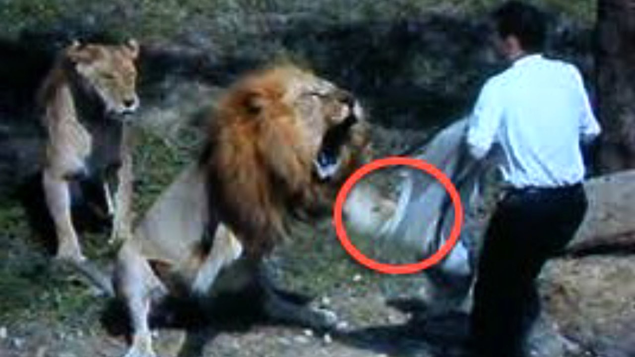CRAZY lion attacks human - Must see!