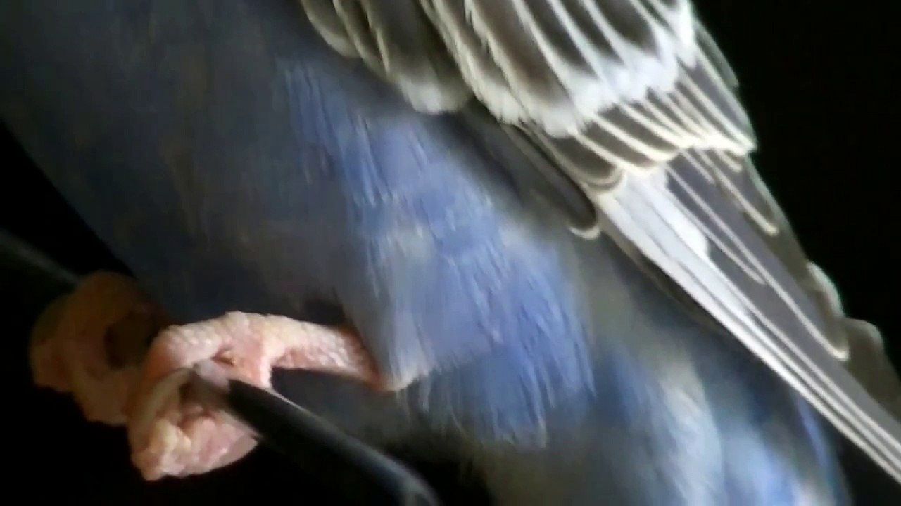 Owning a Parakeet IS SO COOL !