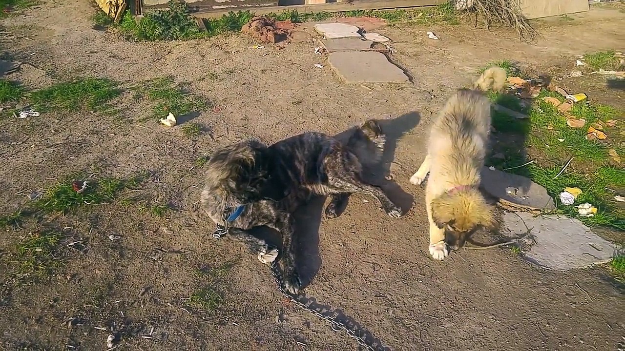 Silver Dog and Hazelnut Dog Playing