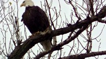 American Bald Eagle Minnesota