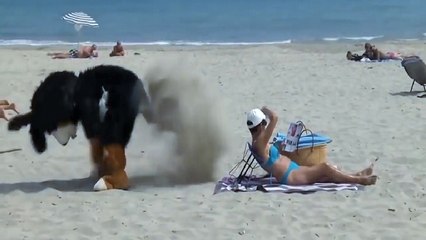 American see beach funny videos