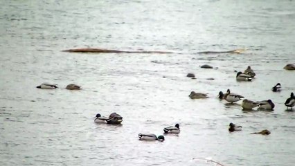 Common Merganser (Mergus Merganser)