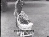 Idillio fra un cane chow e uccellini e gatti 1936