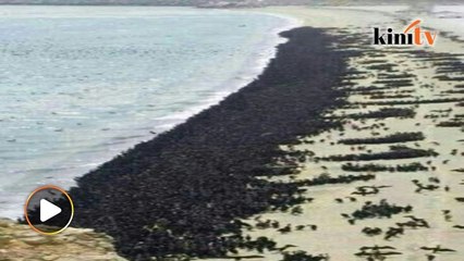 Video: Fenomena aneh jutaan burung 'serang' pantai Ras Alkhaima (UAE)