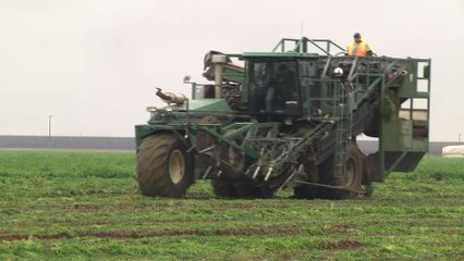 Bakersfield, un concentré d'Amérique de Trump en Californie