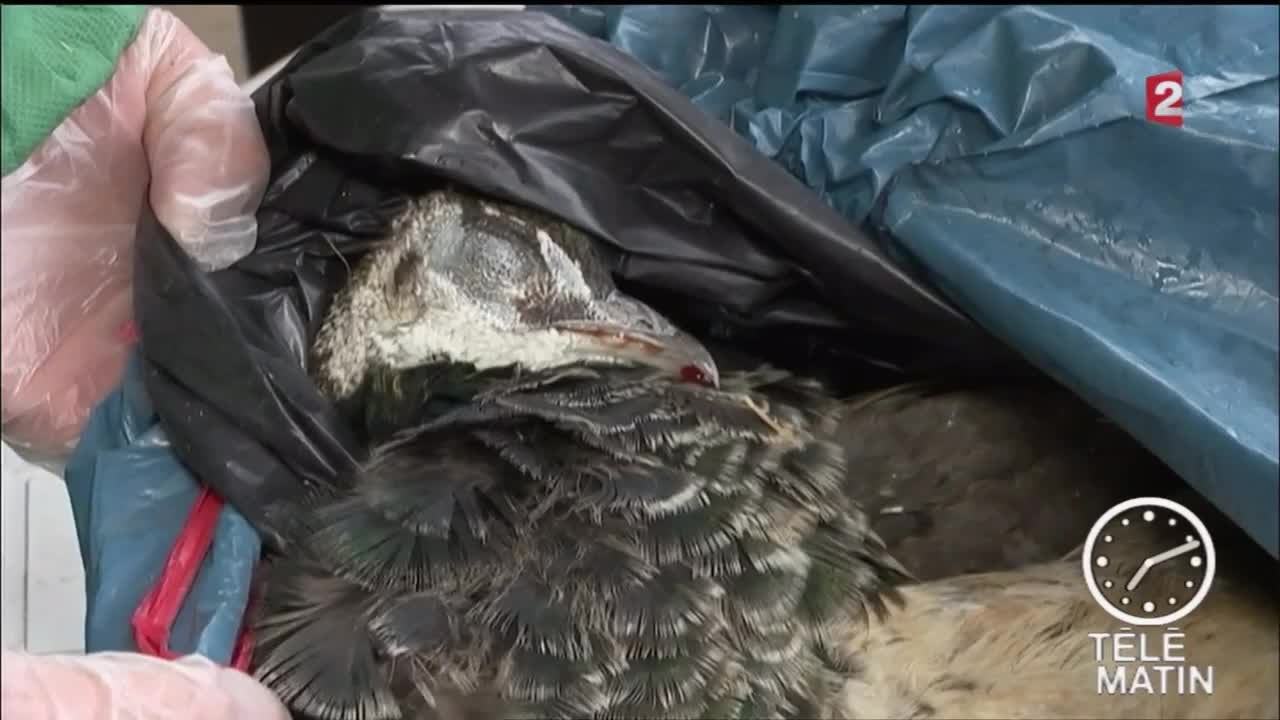 Sans Frontières - Berlin : Épidémie de grippe aviaire