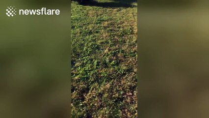 Gang of wild turkeys 'attack' woman