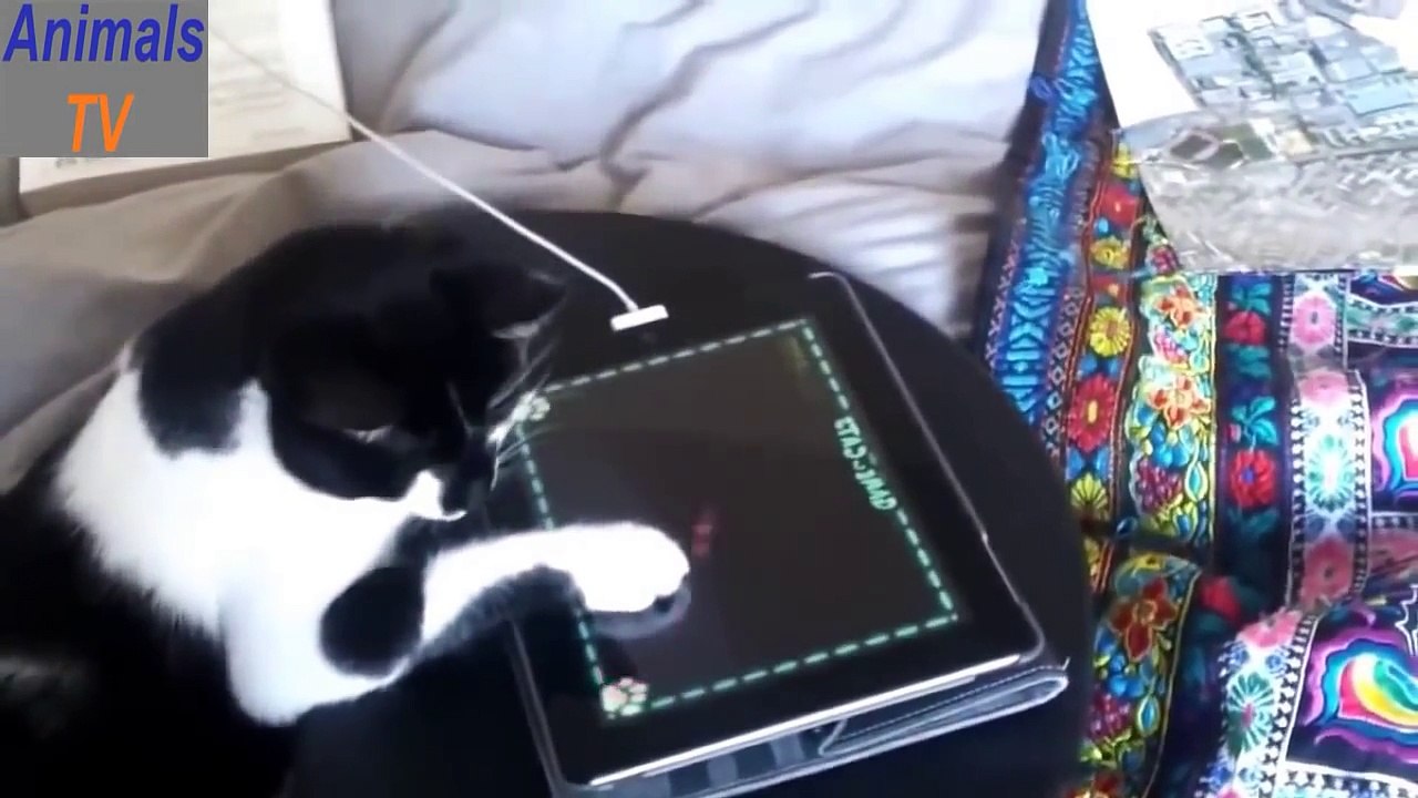 Funny Cats  Crazy Videos Compilation