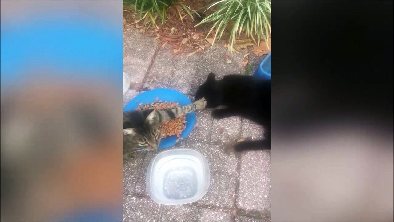 Non tu toucheras pas ma gamelle toi