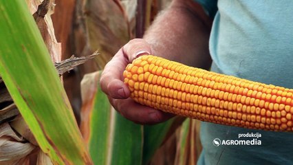 Pogledajte rezultate ogleda na poljima kukuruza u stiškom kraju!