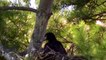 STUNNING VIDEO Bald Eagle Nesting Feeding Baby Eaglets !
