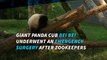 Giant panda cub Bei Bei undergoes emergency surgery