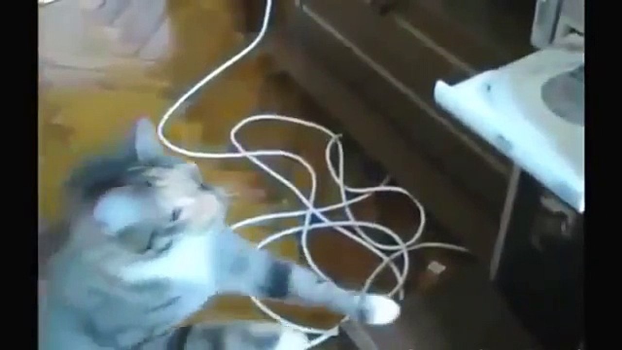 KOMİK VİDEOLAR Komik Kediler FailWin Derleme Komik Kediler Komik Hayvanlar En Sevimli Kedi