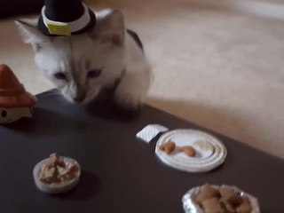 Festive kitten's very first Thanksgiving will melt your heart