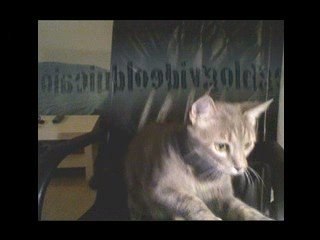 Le blog de Luciano : Message chat