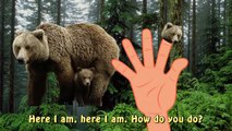 Finger Family Finger Familly Daddy Finger Grizzly Forest Animal Bear Cartoon Nursery Rhymes For