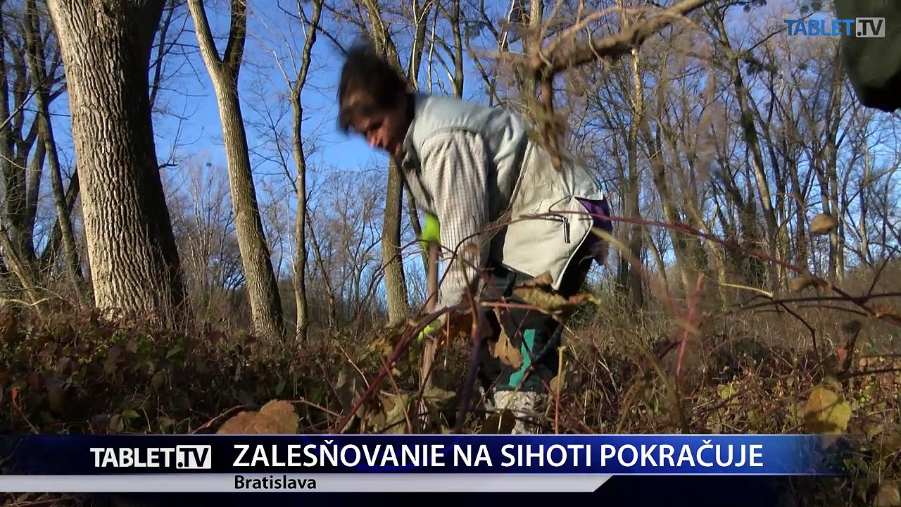 Na ostrove Sihoť pokračuje výsadba 600 nových stromov topoľa čierneho