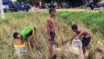 Amazing Children Catch A Lot Of Mud Fish By Bare Hand On Rice Field - Cambodian Traditional Fishing