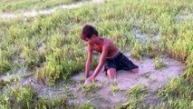 Amazing Children Fishing - How to Catch Fish by Hand in Rice Field - 2 Children Catch A Lot Of Fish