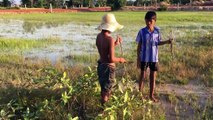 Amazing Fishing - How to Catch The Fish With Gill Net in Cambodia - 2 Boys Catch Fish