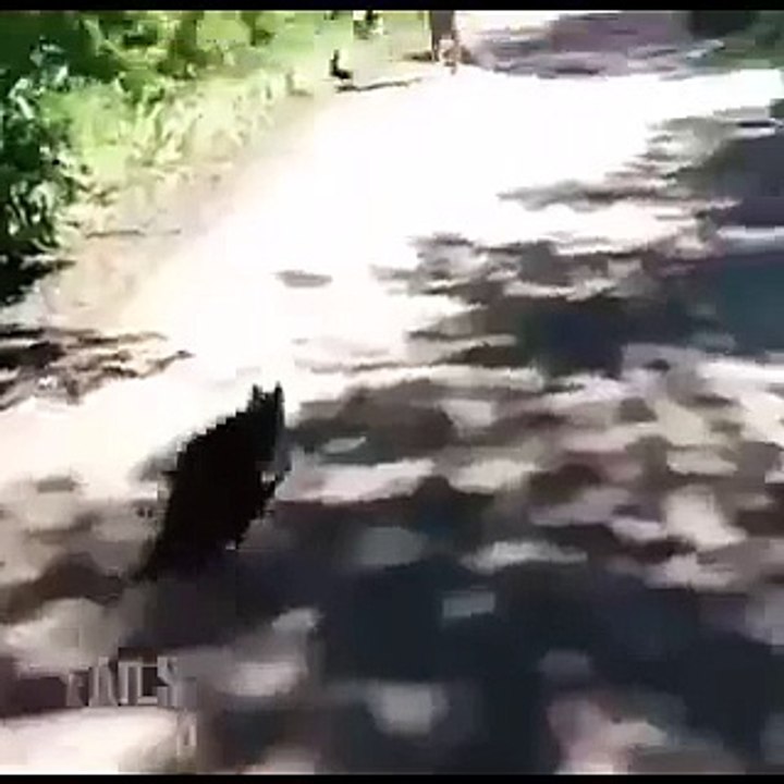 funny video cat attack on Dog