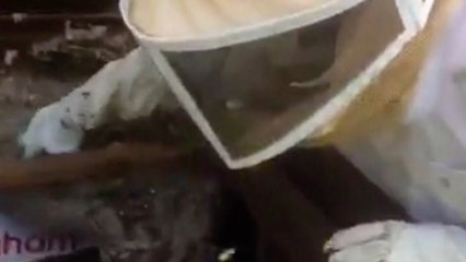 Wildlife Team Live Streams Removal Of Giant Wasp Nest
