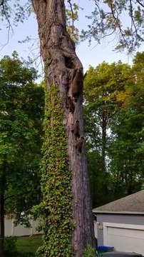 La famille raton laveur a trouvé une nouvelle maison