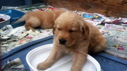 Andy napping in his water bowl
