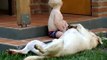 Bebe Y Su Perro Labrador ★ bebes divertidos - risa bebe - bebe humor - bebes chistosos