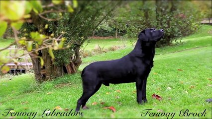 Black Labrador working gundog