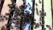Des abeilles attaquant un araignée venue manger la Reine