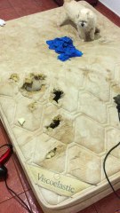 Doggie Mattress Tunnels