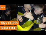 Young Boy Is Surprised With a Beagle Puppy