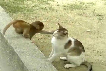 Funny clips, Monkey and Cat