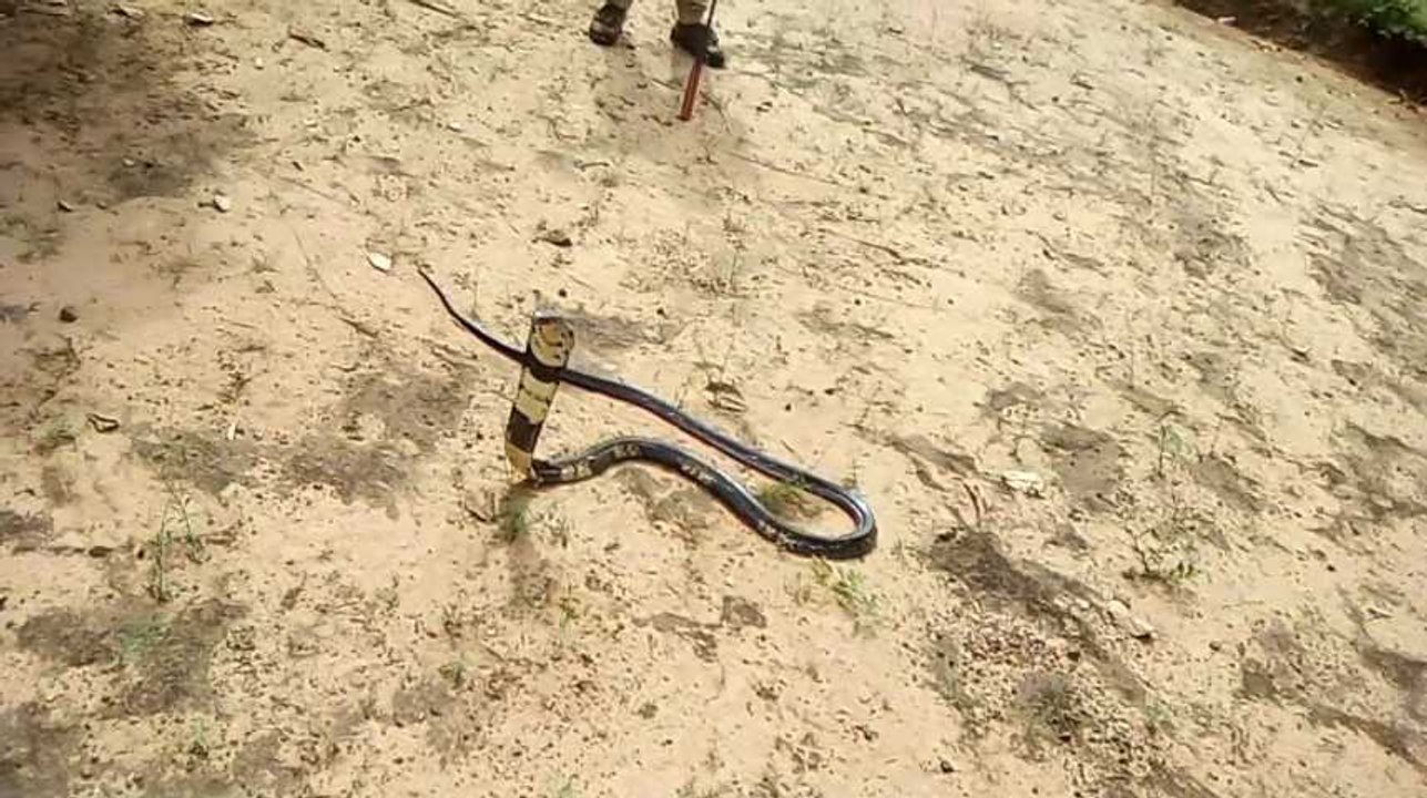 Des îles envahies par des serpents, en Guinée-Bissau