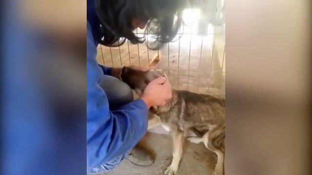 Un chien hurle à la mort lorsqu'on lui fait des caresses