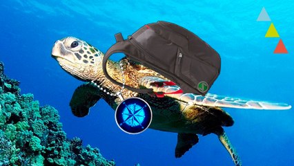 10 Animales que viajan más que tú