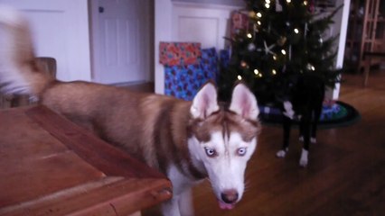 Mishka sings  Jingle Bells  for Christmas