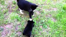 Cats Meeting puppies for the First Time